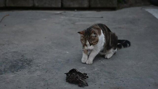 Cat playing with dead starling in the evening in the city