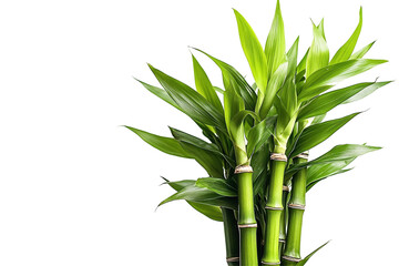 a close up of a plant