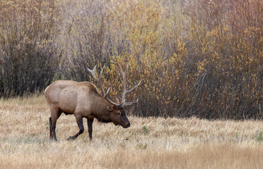 Bull Elk During the Rut in Yellowstone National Park Wyoming in Autumn