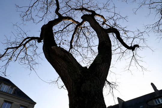 ARBRE ROBINIER, Robinia pseudoacacia, EN CONTREJOUR