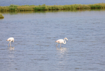 flamingos in the middle of a pond searching with their beaks for food in the shallow water