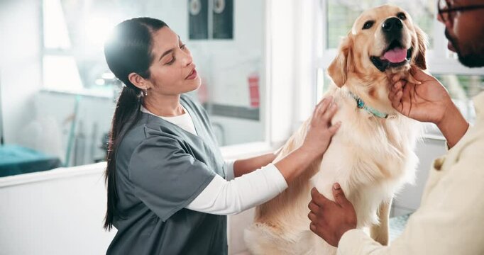 Dog, owner and healthcare consultation with doctor for appointment, affection and treatment discussion. Veterinarian, person and pet patient in clinic for medical diagnosis, animal care and checkup