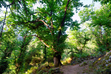 Mountain path to Fiuminale abandoned village in Upper Corsica department