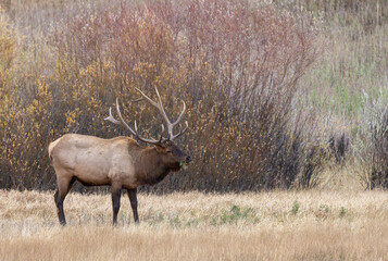 Bull Elk During the Rut in Yellowstone National Park Wyoming in Autumn