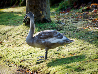 Mute Swan Cygnet on Dewy Grass in Autumn Light
