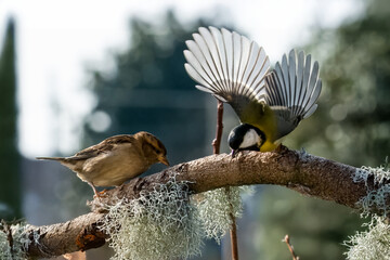  Una cinciallegra (Parus major) sta per volare via quando un passero domestico (Passer domesticus) si avvicina troppo al ramo su cui è appollaiata.