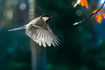  Una cinciallegra (Parus major) in volo sta per raggiungere un ramo su cui riposare.
