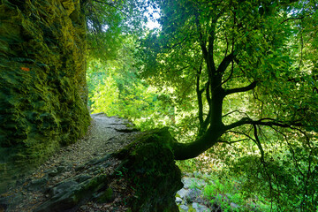 Mountain path to Fiuminale abandoned village in Upper Corsica department