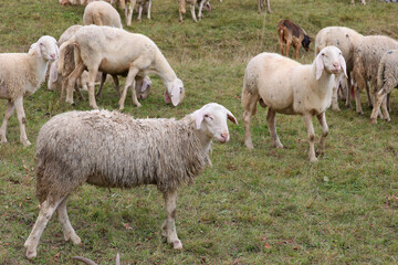 white sheep grazing on the green grass of a hill
