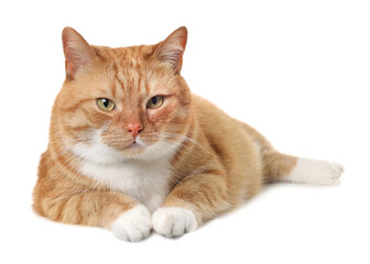Cute ginger cat on white background. Adorable pet