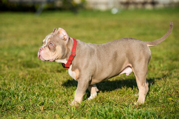 A pocket Lilac color male American Bully puppy dog is walking.