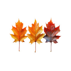 Fototapeta premium Autumn leaves in vibrant orange and red hues, showcasing nature beauty. Perfect for seasonal themes and decor