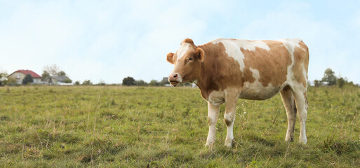 Beautiful cow grazing on green grass outdoors
