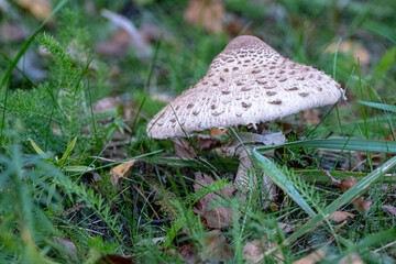 Macrolepiota procera in autumn forest and dry leaves. Mushroom Parasol shooting out of the earth with a dry leaf. mushroom in the autumn forest. edible mushroom, white, nature close-up