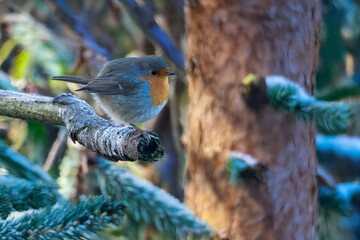  Il pettirosso (Erithacus rubecula) appollaiato su un ramo gonfia le piume per proteggersi dal...
