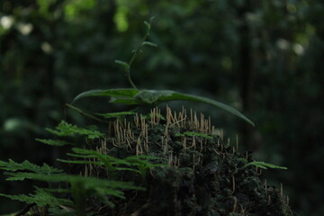 moss in the forest