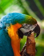 Macaw Parrot Chewing a Stick