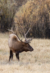 Fototapeta premium Bull Elk During the Rut in Yellowstone National Park Wyoming in Autumn