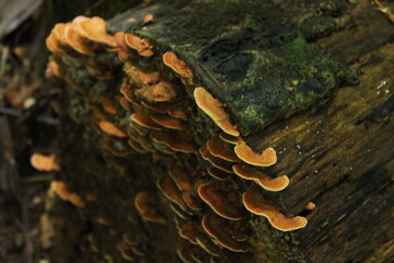 Mushrooms in Tree Trunk