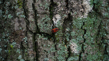 A red-black beetle stands on the bark of a tree.