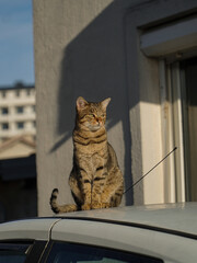 cute cat sitting in the car on a sunny day. pet.