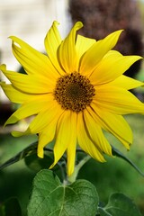 Yellow sunflower bloom