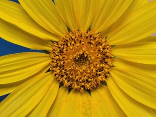 sunflower close up