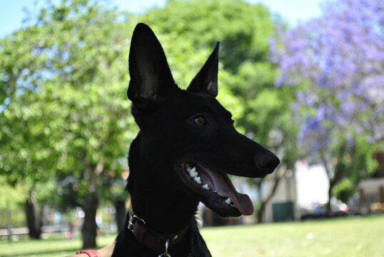 perro negro de grandes orejas al aire libre