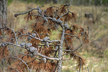 Autumn Evergreen Needles and Cones