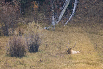 Bull Elk During the Rut in Yellowstone National Park Wyoming in Autumn