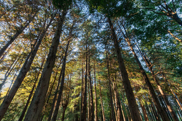 奥に光が当たった雑木林