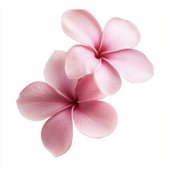 Obraz premium Frangipani Flower Isolated