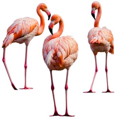 Obraz premium pink flamingo on white background