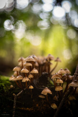 Autumn mushrooms