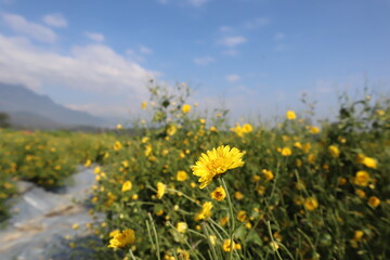 field of dandelions