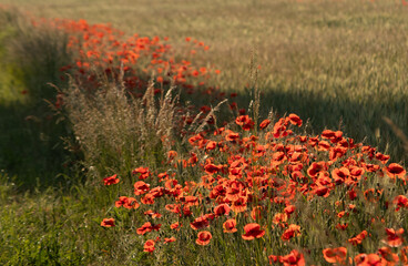 Wild red poppies blooming at the edge of a grain field. A peaceful rural summer scene full of natural color and countryside atmosphere