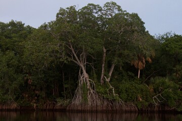 Centla Mangroves on Grijalva River.