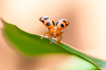 Coelophora inaequalis, the variable ladybird, common Australian lady beetle or common Australian ladybug is a ladybird species endemic to Australia, Oceania and Southern Asia