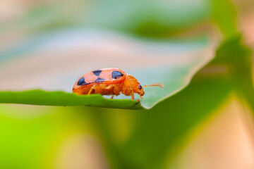 Coelophora inaequalis, the variable ladybird, common Australian lady beetle or common Australian ladybug is a ladybird species endemic to Australia, Oceania and Southern Asia
