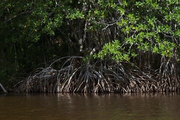 Centla Mangroves on Grijalva River.