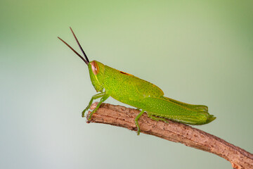 Grasshoppers are a group of insects belonging to the suborder Caelifera