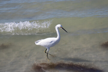 white bird in ocean