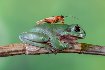 Naklejka premium The Australian green tree frog (Ranoidea caerulea/Litoria caerulea), also known as simply green tree frog in Australia, White's tree frog, or dumpy tree frog