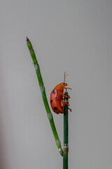 Coelophora inaequalis, the variable ladybird, common Australian lady beetle or common Australian ladybug is a ladybird species endemic to Australia, Oceania and Southern Asia