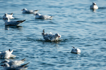 Seagulls resting on the sea