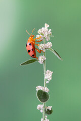 Coelophora inaequalis, the variable ladybird, common Australian lady beetle or common Australian ladybug is a ladybird species endemic to Australia, Oceania and Southern Asia