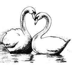 Two Swans