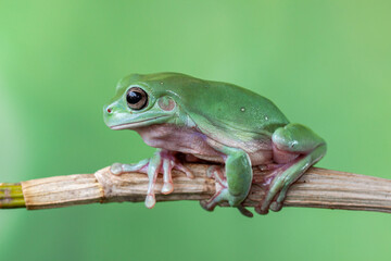 The Australian green tree frog (Ranoidea caerulea/Litoria caerulea), also known as simply green tree frog in Australia, White's tree frog, or dumpy tree frog