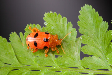 Coelophora inaequalis, the variable ladybird, common Australian lady beetle or common Australian ladybug is a ladybird species endemic to Australia, Oceania and Southern Asia