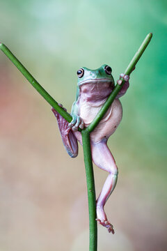 The Australian green tree frog (Ranoidea caerulea/Litoria caerulea), also known as simply green tree frog in Australia, White's tree frog, or dumpy tree frog